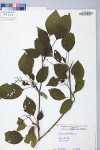 Cornus alternifolia image