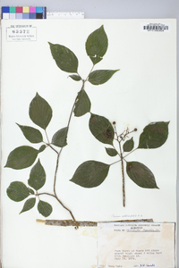 Cornus alternifolia image