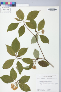 Cornus alternifolia image