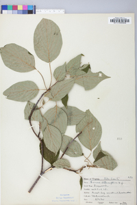 Cornus alternifolia image