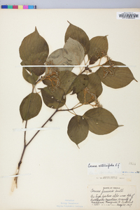 Cornus alternifolia image