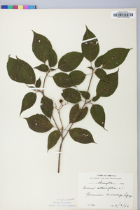 Cornus alternifolia image