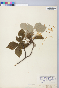 Cornus alternifolia image