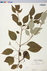 Cornus alternifolia image