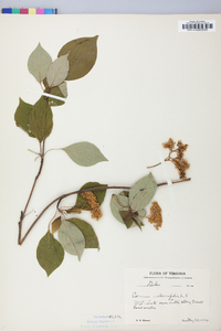 Cornus alternifolia image