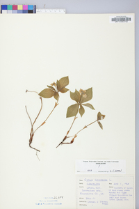 Cornus canadensis image