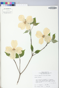 Cornus canadensis image