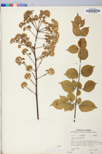 Aralia spinosa image