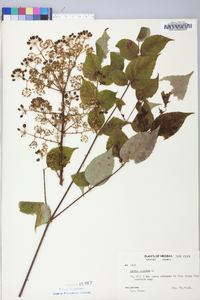 Aralia spinosa image