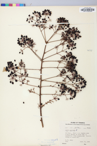 Aralia spinosa image