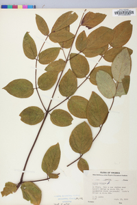 Aralia spinosa image