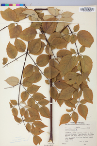 Aralia spinosa image