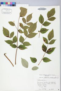 Aralia spinosa image