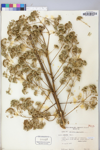 Aralia spinosa image