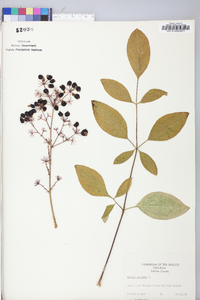 Aralia spinosa image