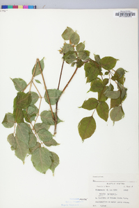 Aralia spinosa image