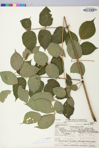 Aralia spinosa image