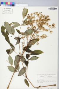 Aralia spinosa image