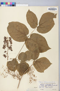 Aralia racemosa image