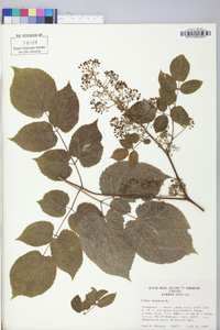 Aralia racemosa image