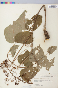 Aralia racemosa image