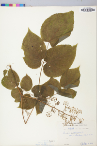 Aralia racemosa image