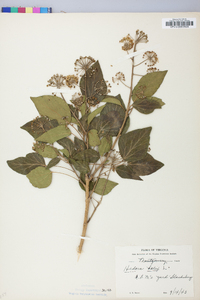 Hedera helix image