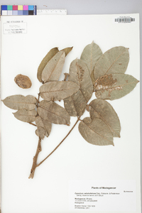 Image of Canarium velutinifolium