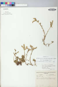 Sedum glaucophyllum image