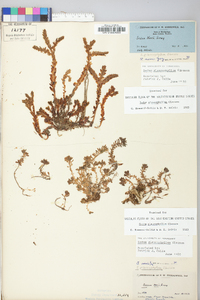 Sedum glaucophyllum image