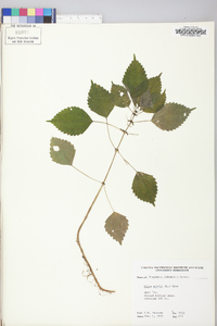 Pilea pumila image