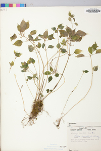 Pilea pumila image