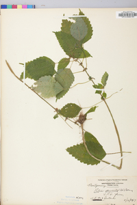 Pilea pumila image