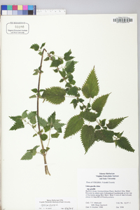 Urtica dioica image