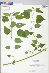 Urtica dioica image