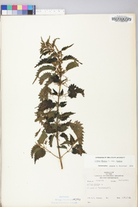 Urtica dioica subsp. dioica image