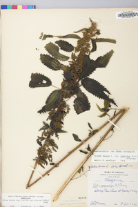 Urtica gracilis image