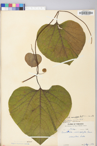 Aristolochia macrophylla image