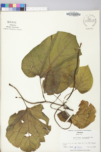 Aristolochia macrophylla image