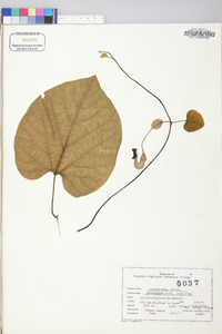 Aristolochia macrophylla image