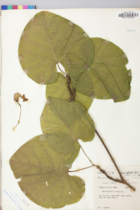 Aristolochia macrophylla image