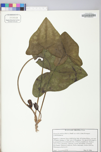 Hexastylis arifolia var. ruthii image