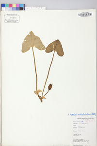 Hexastylis arifolia image