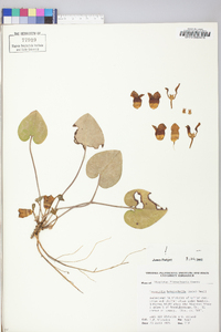 Hexastylis heterophylla image