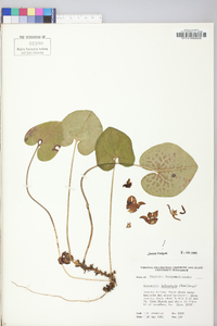 Hexastylis heterophylla image