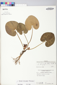 Hexastylis heterophylla image