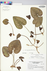 Hexastylis heterophylla image