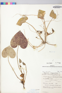 Hexastylis heterophylla image