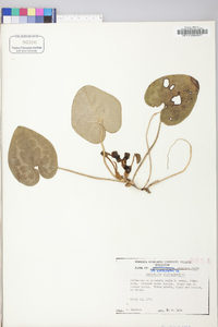 Hexastylis shuttleworthii image