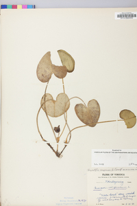 Hexastylis virginica image